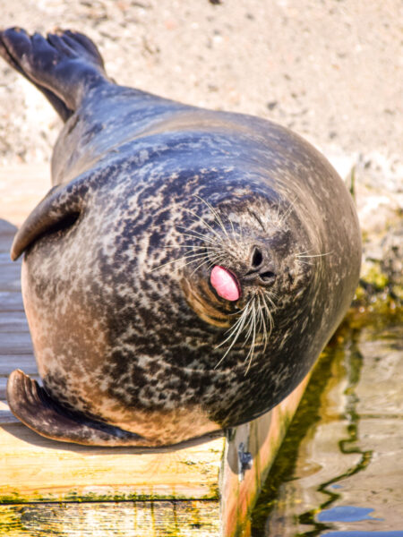 Ein Seehund oder eine Robbe, die auf einem Steg in Lofoten in Norwegen liegt und der Kamera die zunge entgegen streckt.