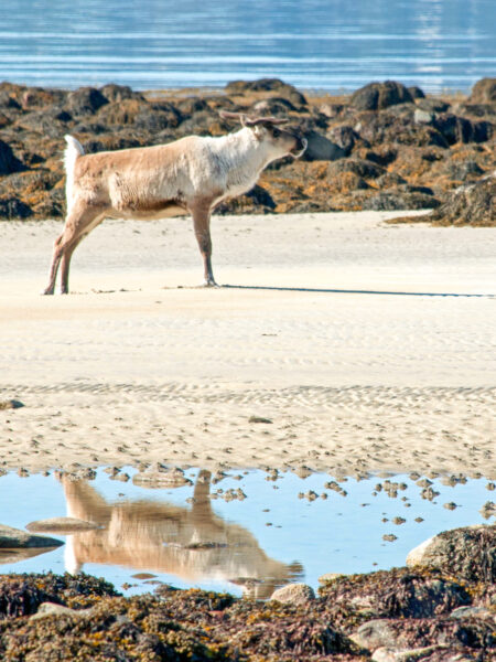 Ein Foto eines Rentiers auf einer Sandbank an der Küste Norwegens nördlich des Ploarkreises.