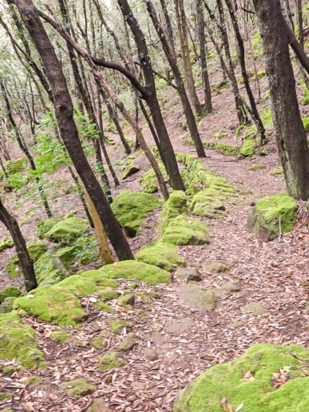 Man sieht einen Pfad durch einen Wald auf Ischia, der als Vulkan-Wanderweg bezeichnet wird.