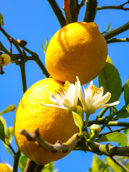 Das Bild zeigt die reifen Frücht eines Zitronenbaums entlang der Vulkanwanderung auf Ischia in Italien.