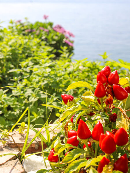 Im Vordergrund sieht man reife Chilis in einem Topf, während im Hintergrund das Meer rund um die Insel Ischia zu erkennen ist.