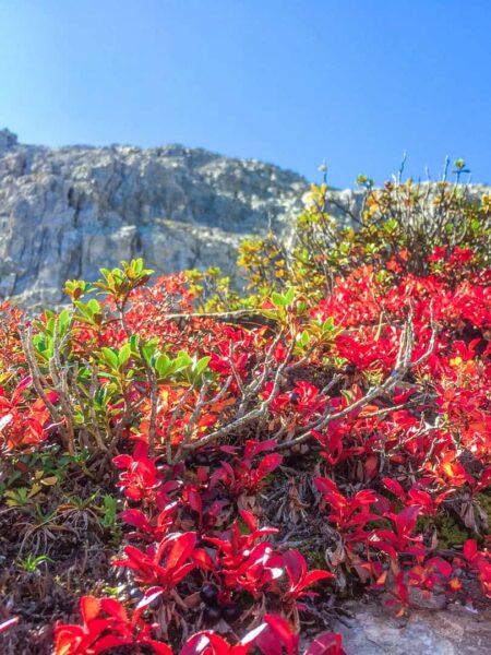 Mehrere kleines Sträucher der alpinen Beerentraube mit ihren roten Blättern strahlen vor dem Himmel des Lesachtals in Kärnten. Im Hintergrund sieht man weitere Berghänge den strahlend blauen Himmel, der zum Wandern einlädt.