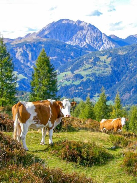 Eine Kuh steht auf einer Weide und schaut in die Richtung der Kamera. Im Hintergrund breitet sich die Landschaft des Kärntner Lesachtals aus, ein Berg ragt über allem.