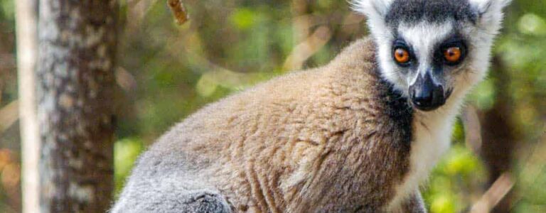 Das Bild zeigt einen Katta oder Ringelschwanzmako, eine Lemurengattung, die ausschließlich auf Madagaskar zu finden ist. Der Lemur schaut in die Richtung einer Gruppe Wanderreisender außehalb des Bilds.