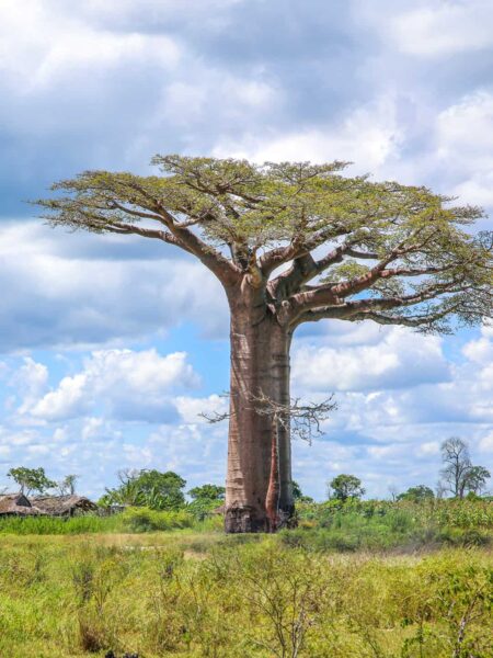 Das Bild zeigt eine Landschaftsaufnahme auf Madagaskar. Im Zentrum des Bilds steht ein großer Baobab-Baum, wie sie in Madagaskar häufig gesehen werden können.