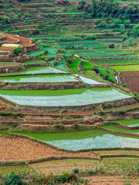 Ein Landschaftsfoto von Reisterrassen im Hochland von Madagaskar.