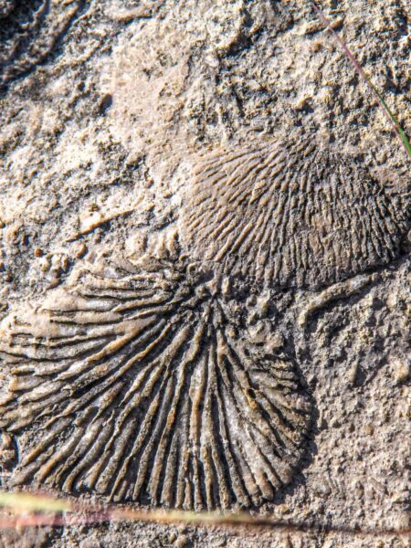 Fossilierte Korallen, eingebettet in Stein, die im Zuge einer Reise auf Madagaskar gesehen werden können.