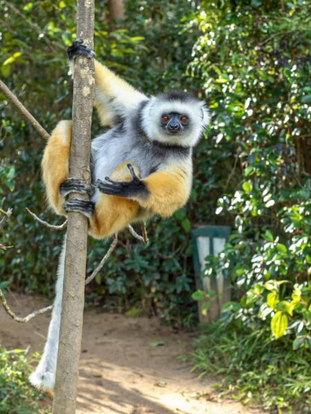 Ein Diademsifaka hängt seitlich von einem Baumstamm und schaut in die Kamera der Wanderreisenden auf Madagaskar, die das Foto von ihm gemacht haben.
