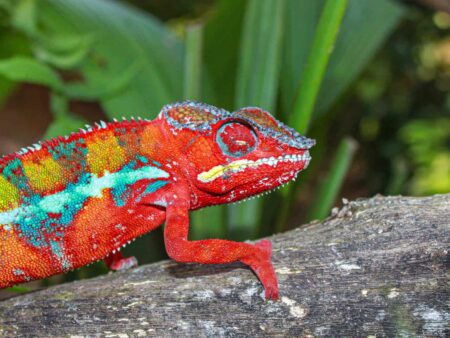 Ein rotes Chamäleon sitzt auf einem Felsen in Madagaskar.