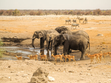 Elefanten, Zebras und Antilopen trinken an einer Wasserstelle in der Etosha-Pfanne in Namibia.