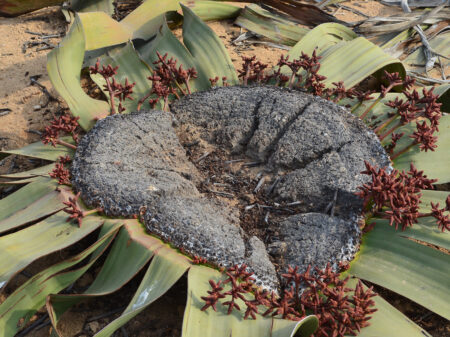 Welwitschia-Pflanze mit breiten Blättern in der Wüstenlandschaft Namibias.