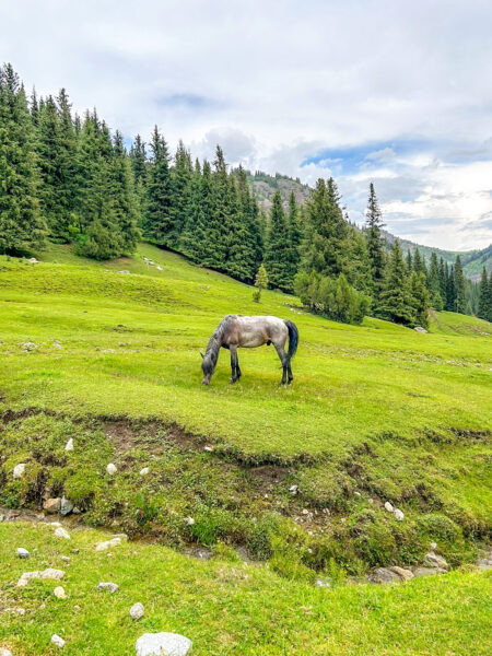 Ein wildes Pferd steht auf einer Wiese in der Nähe der Svetlaya Polyana Gorge in Kirgistan. Es grast, im Hintergrund kann man einen Wald erkennen.