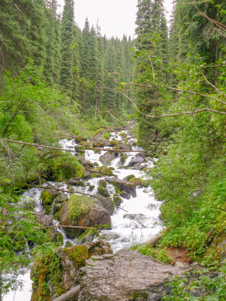 Eine Gebirgsbach fließt durch die Svetlaya Polyana Gorge in Kirgistan. Zu beiden Seiten ragen hohe Bäume in den Himmel.