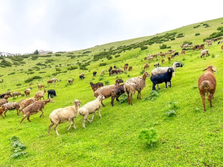 Eine kleine Schafherde grast auf einer Weide in der Nähe der Svetlaya Polyana Gorge in Kirgistan. Sie lassen sich nicht stören von den Wanderreisenden, die das Foto von ihnen gemacht haben.