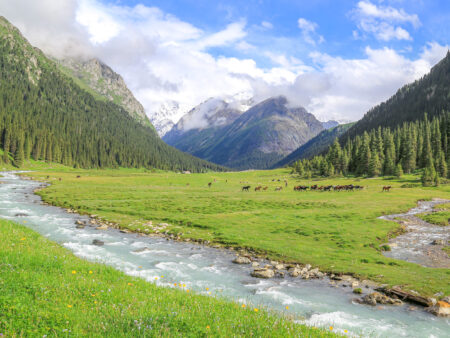 Ein schmaller Fluss oder Bach fließt durch ein Tal in Kigistan. Im Hintergrund erheben sich hohe Berge in den Himmel, außerdem läuft eine Herde an wilden Pfernden im Hintergrund durch das Bild.