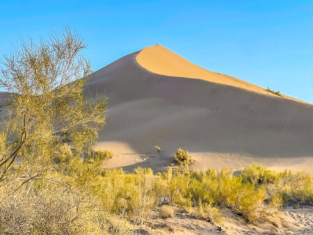 Ein Foto der singenden Dünen in Kasachstan. Im Vordergrund stehen mehrere Büsche.