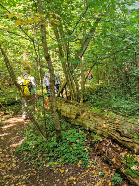 Ein kaum begangener Wanderpfad führt durch den Białowieża Nationalpark in Polen. Zwischen den Bäumen des Urwaldes hindurch kann man mehrere Personen auf Wanderreise erkennen.