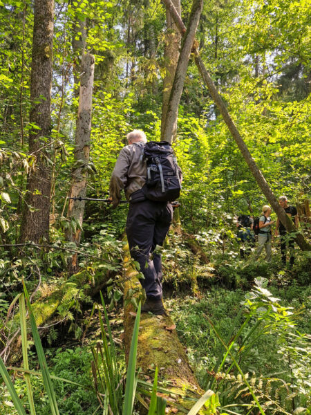 Ein Mann auf Wanderreise balanciert auf einem umgestürzten Baumstamm im Białowieża Nationalpark. Im Hintergrund kann man zwei weitere Personen seiner Reisegruppe von Weltweitwandern erkennen.