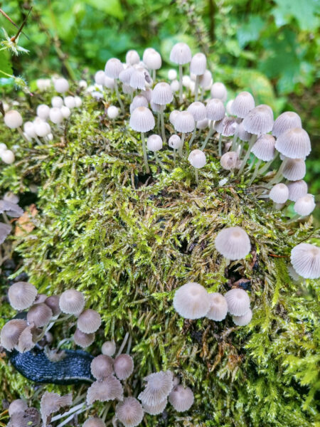 Ein mit Moos und kleinen Pilzen überwachsener Ast in der Nähe des Wilden Flusses Bug..
