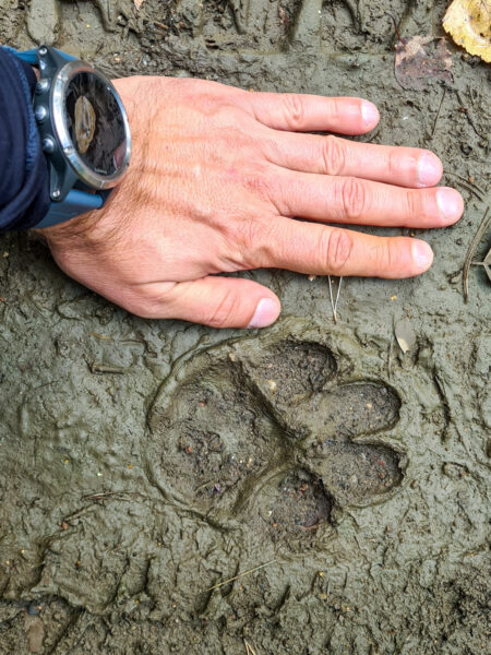 Man sieht die Hand eines lokalen Guides von Weltweitwandern, neben dem Pfotenabdruck eines Wolfs im Narew-Nationalpark.