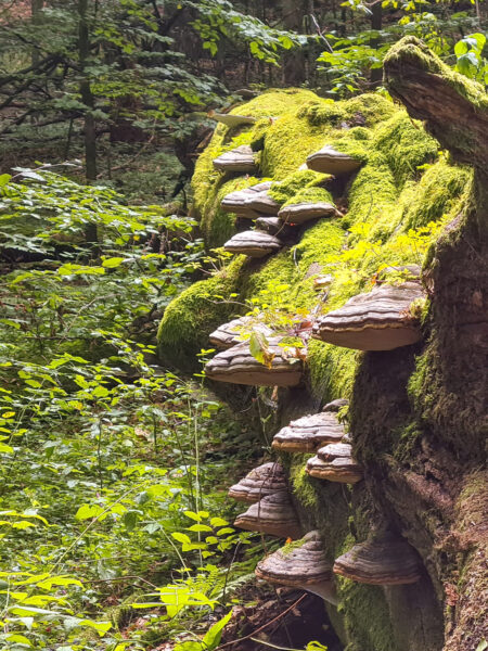 Ein großer umgestürzter Baum ist im Bild zu sehen. An seiner Seite wachsen dichtes Moos sowie große Pilze. Das Foto wurde im Białowieża Nationalpark im Osten von Polen aufgenommen.
