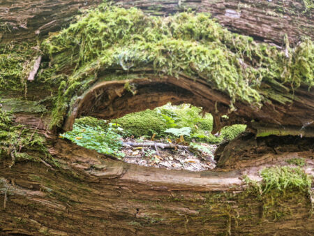 Man sieht durch ein großes Astloch in einem umgestürzten Baum im Osten von Polen hindurch. Das Astloch ist mit Moos überwachsen. Dahinter sieht man den Waldboden des polnischen Waldes.