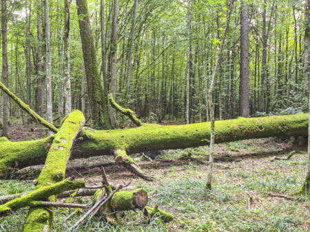 Ein umgestürzter Baum liegt quer durch das Bild in einem polinischen Urwald.