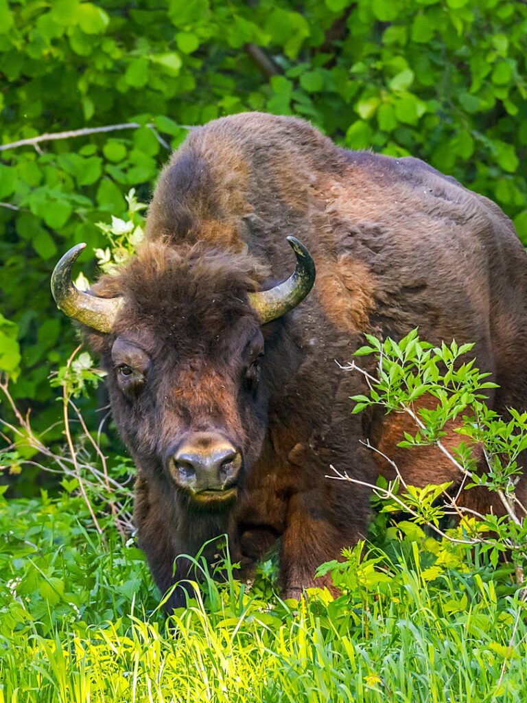 Man sieht einen Wisent, eines der größten freilebenden Tiere in Mitteleuropa, vor einem Stück Wald in Polen stehen. Der europäische Bison blickt in die Kamera von Wanderreisenden, die ihn auf ihrer Reise duch Polens Osten passieren.