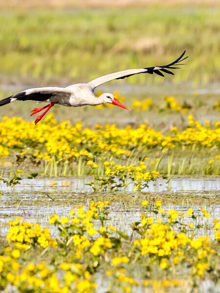 Man sieht einen Storch, der über den wilden Fluss Bug in Polen gleitet. Das Tier ist eines der vielen Highlights auf einer Wanderreise durch Polens Osten.