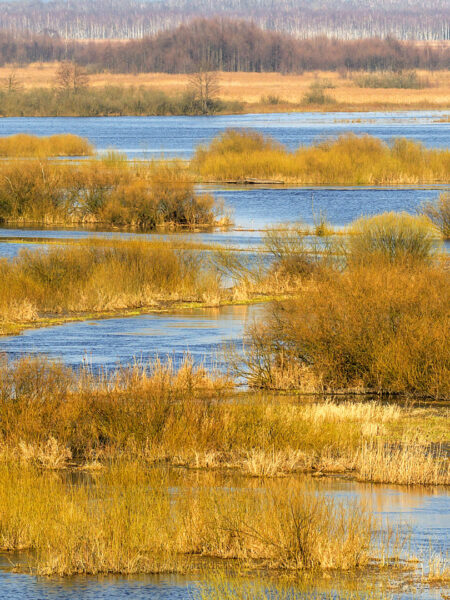 Das Bild zeigt den Narew-Nationalpark in Polen mit seinen Mooren und Sümpfen. Am Bild kann man gut die feuchte Umgebung erkennen, die das Naturschutzgebiet auszeichnet.