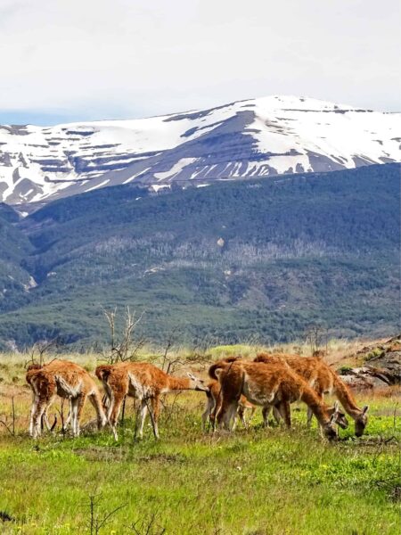 Mehrere Guanakos, eine Gattung aus der Familie der Lamas, steht auf einer Wiese in den Anden Patagoniens. Im Hintergrund kann man die schneebedeckten Gipfel der Anden erkennen.