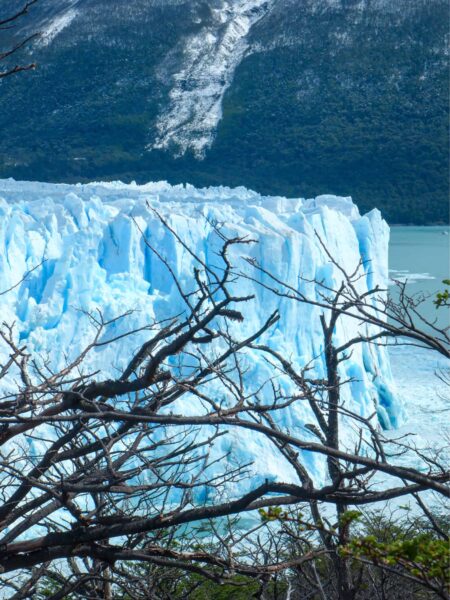 Der Perito-Moreno-Gletscher ist zwischen einigen Ästen im Vordergrund zu sehen.