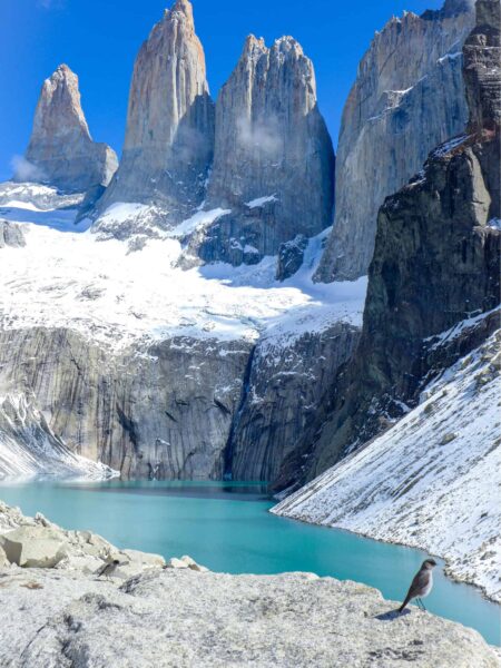 Auf dem Bild sieht man die Granitgipfel des Torres del Paine Nationalparks in Patagonien, Chile. Im Vordergrund des Fotos sitzt ein kleiner Vogel auf einem Felsvorsprung.