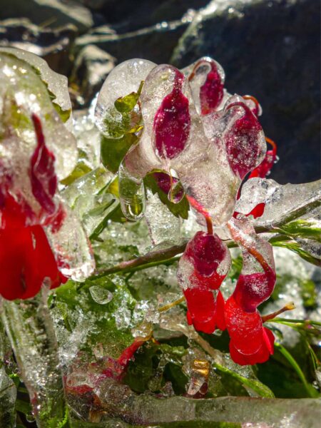 Auf dem Bild sieht man mehrere vereiste Blüten in Patagonien. Die Blütenblätter sind gänzlich mit Eis umschlossen.