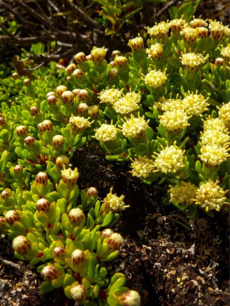 Eine Monticalia ledifolia in Patagonien ist auf dem Bild zu erkennen. Die Pflanze wächst hier unter anderem auch Weg einer Trekkingreise mit Weltweitwandern.