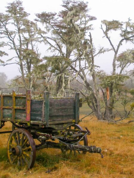 Im Vordergrund sieht man einen verwitterten Holzwagen, während man im Hintergrund einen Wald erkennen kann, wie er für die Süden von Chile und die Region Patagonien allgemein typisch ist.