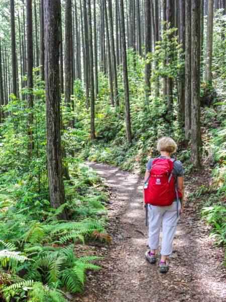 Eine Frau auf Wanderreise begeht einen der Pilgerweg auf dem Kumano Kodo. Zu ihrer beider Seite ragen schmale Nadelbäume in den Himmel, wie sie für die Wälder Japans typisch sind.