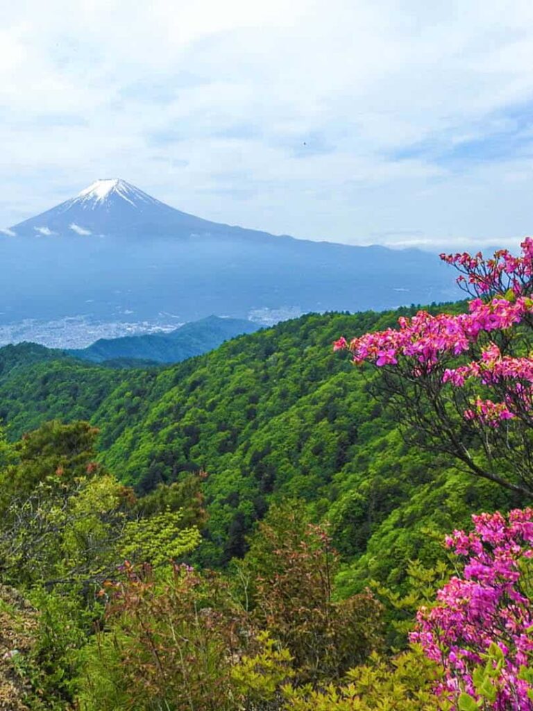 In der Ferne, jenseits eines dichten japanischen Walkdes, sieht man Mount Fuji, den größten Berg des Inselstaats.