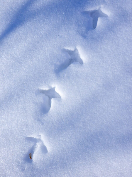 Das Bild zeigt die Fährte eines Auerhahns, die er im frisch gefallenen Schnee in den Kalkalpen hinterlassen hat.