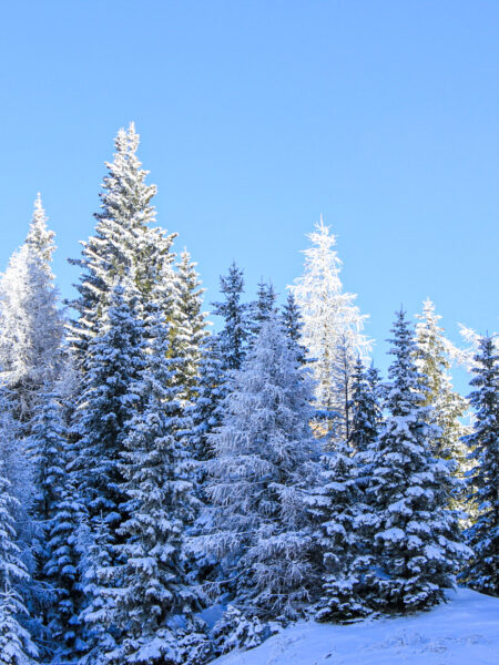 Mehrere verschneite Nadelbäume in einem winterlichen Wald in den Kalkalpen.