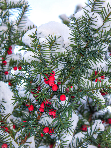 Man sieht die verschneiten Zweige einer Eibe in den Kalkalpe, aufgenommen im Zuge einer Schneeschuhwanderung durch den verschneiten Nationalpark.