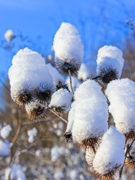 Man sieht einige winterlich verschneite Tannenzapfen in den Kalkalpen, die im Zug einer geführten Schneeschuhwanderung fotografiert wurden.