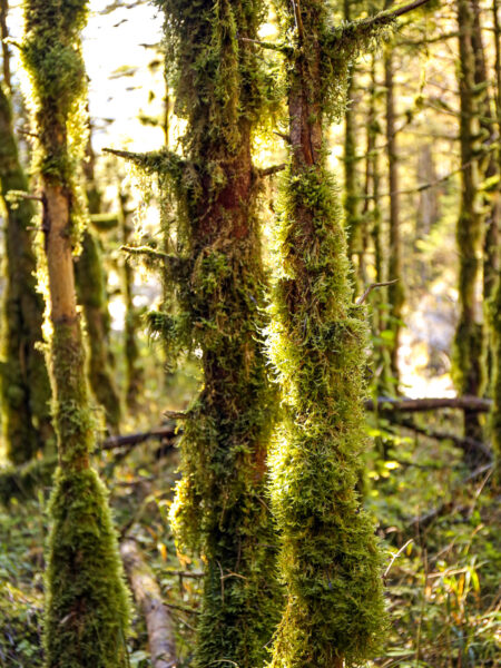 Moosbewachsene Bäume in einem Wald in Slowenien entlang eines Wanderwegs sind im Fokus des Bildes.