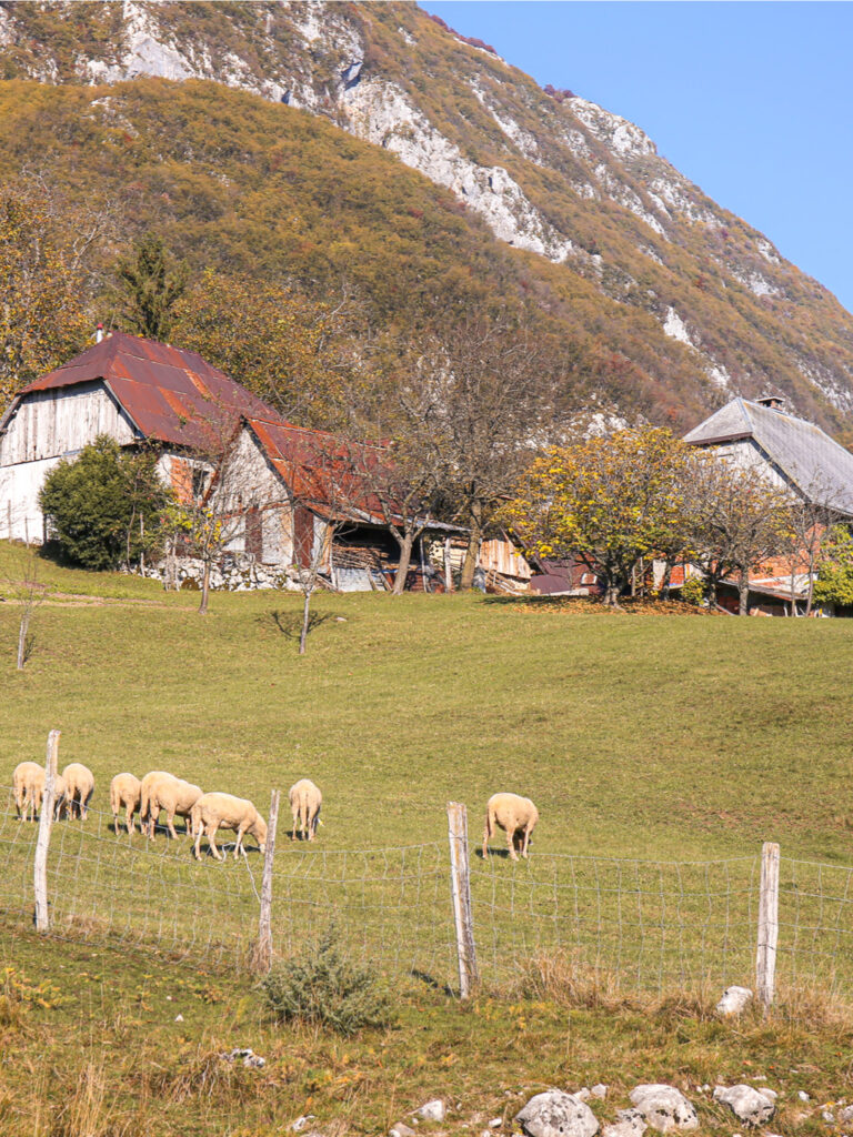 Mehrere Schafe stehen hinter einem Zaun auf einer Alm in Slowenien. Im Hintergrund kann man die Ausläufer der Alpen erkennen, die die Landschaft hier auszeichnen, sowie ein kleines Gehöft.