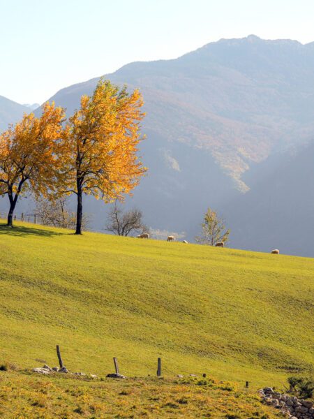Zwei herbstliche Laubbäume stehen auf einer Alm in Slowenien. Ein paar vereinzelte Schafe grasen auf der Wiese.