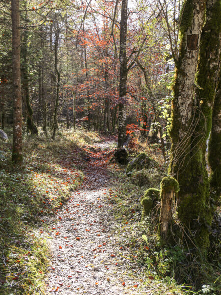 Ein Wanderpfad führt durch einen Wald in Slowenien.