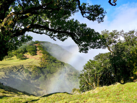 Ein Regenbogen ist zwischen zwei Bäumen auf der Insel Madeira hindurch zu erkennen.