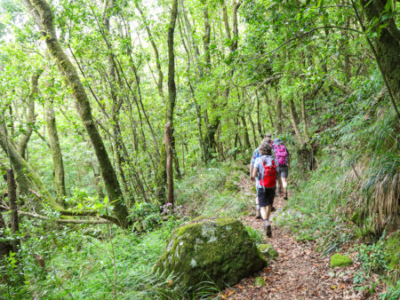 Eine kleine Wandergruppe geht durch einen Wald auf der Insel Madeira.