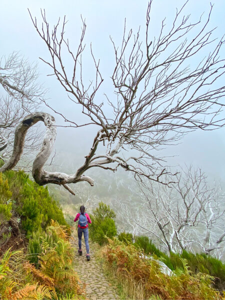 Eine Wanderin geht einen Bergfpad auf Madeira hinab. Sie wandert dabei unter einem knorrigen Baum ohne Blätter hindurch.