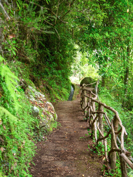 Ein Wanderweg auf der protugiesischen Insel Madeira unter einem dichten Blätterdach.